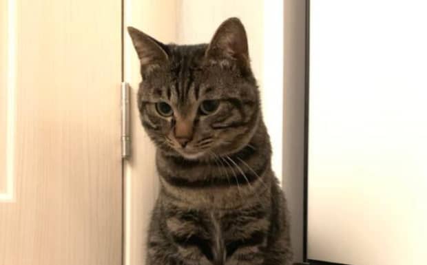 狸花猫智商有多高