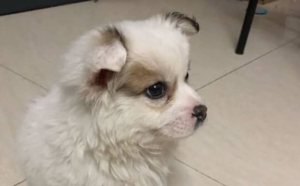 我家狗狗没有精神不吃东西只喝水还吐