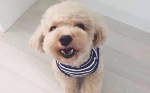 泰迪狗狗长到几个月就不长了