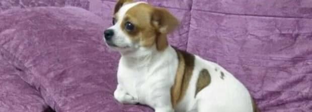不掉毛无体味的中小犬型排名
