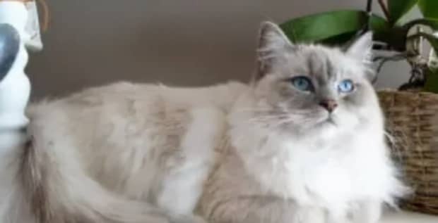 宠物猫的品种及图片-世界上最可爱的猫品种前十名
