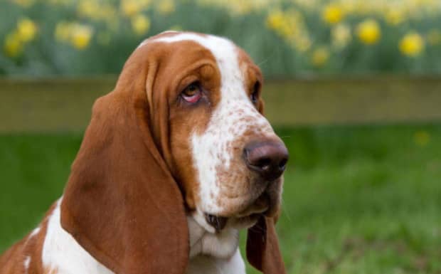世界十大傻狗排名哈士奇都没进前三斗牛犬超凶猛