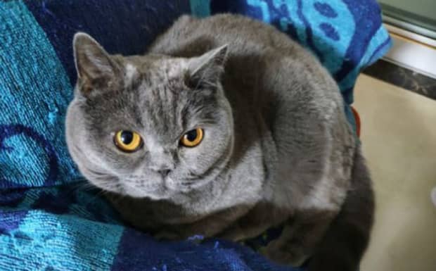 纯种蓝猫多少钱一个 纯种蓝猫多少钱一个