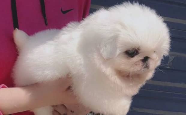 什么小型犬最好养