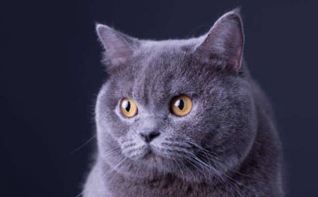 英国短毛猫和异国短毛猫的区别