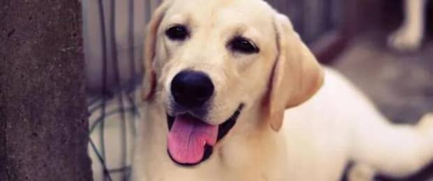 适合家养的短毛犬有哪些