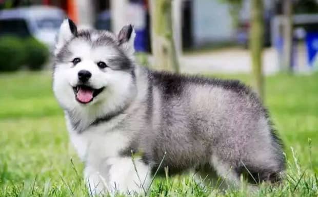 两个月的阿拉斯加犬为什么喜欢咬人手