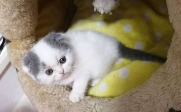 苏格兰高地猫的标准
