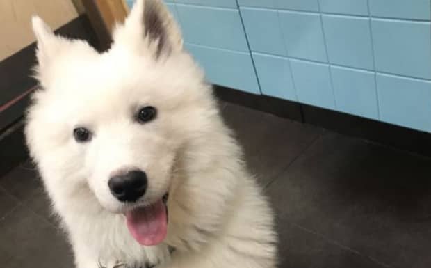 什么样母犬适合交配