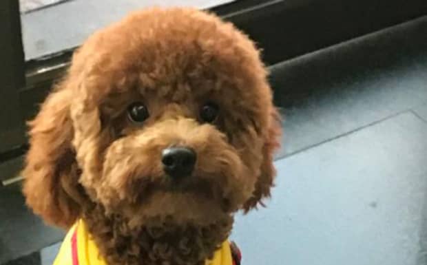 泰迪犬几岁适合配种