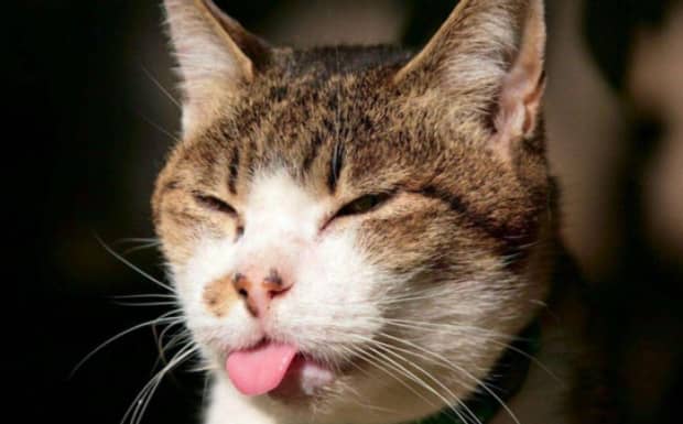 如何治疗中毒的猫