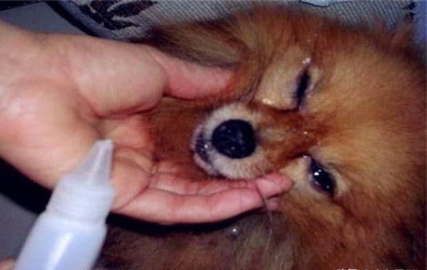狗狗眼屎多怎么办