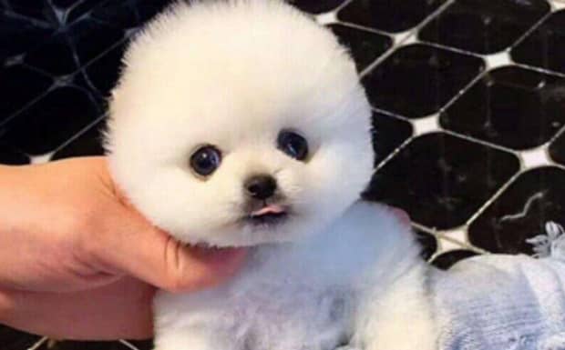 茶杯犬好不好养