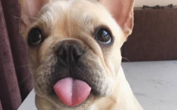 法斗犬的优缺点是什么