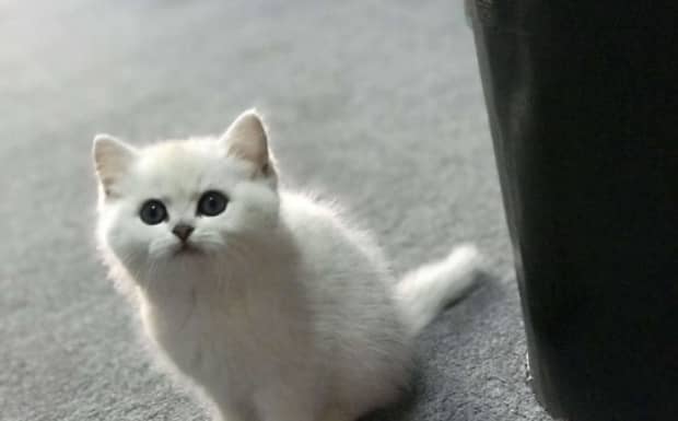 小白是什么猫 小白是什么猫