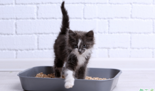 猫崽多大可以用猫砂