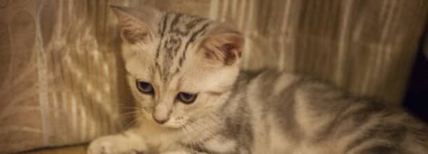 我家猫咪大小便失禁