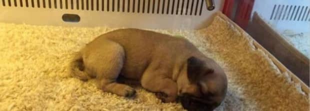 适合家养的小型短毛犬