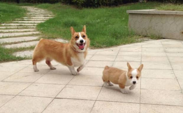 柯基犬掉毛严重吗