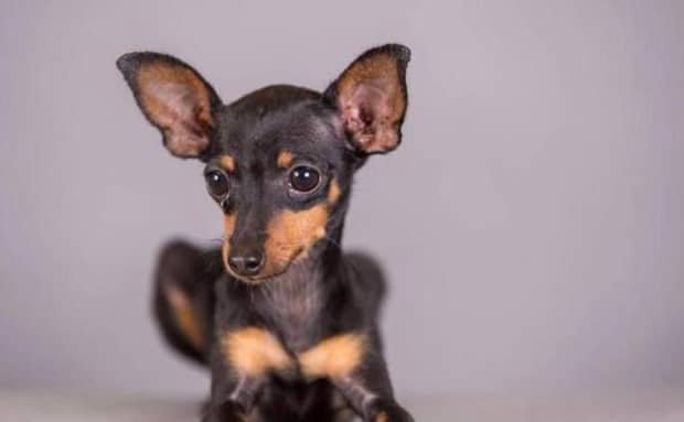 小鹿犬价格-小鹿犬多少钱一只 小鹿犬价格-小鹿犬多少钱一只
