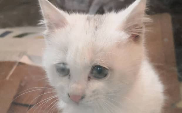 猫猫不能吃什么