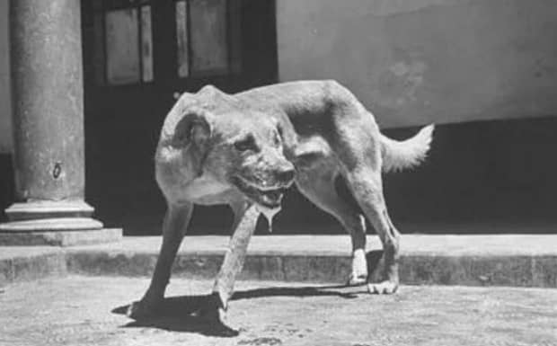 狗携带狂犬病毒大概会在多少天死亡