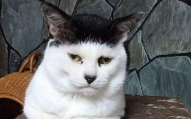 为什么猫不能打头传说