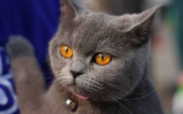 母猫养哪种品种好