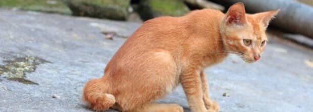 猫咪肚子里长虫子怎么办