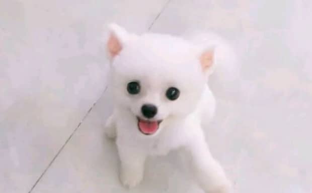 狗狗吐黄色黏液液体怎么回事
