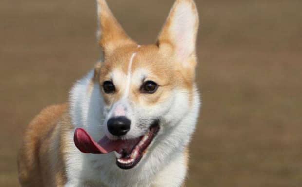 柯基犬掉毛严重吗