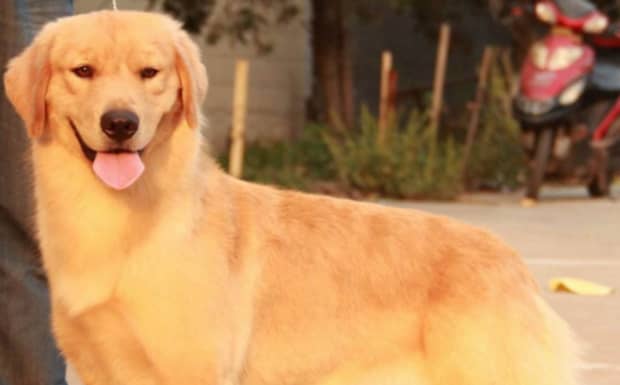 什么叫赛级犬