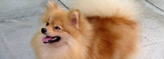 茶杯博美犬和俊介区别
