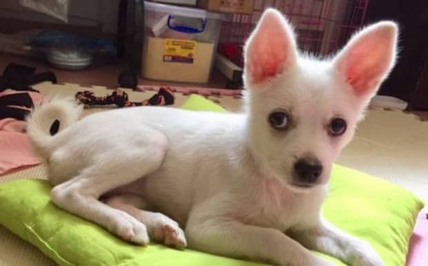 狗狗一直咳嗽像被卡住了 狗狗一直咳嗽像被卡住了
