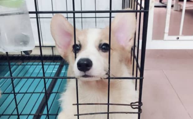 什么样母犬适合交配