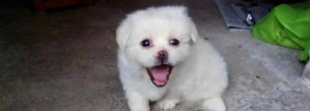狗子不吃东西怎么办