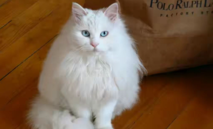 长毛猫几个月开始长毛 长毛猫几个月开始长毛