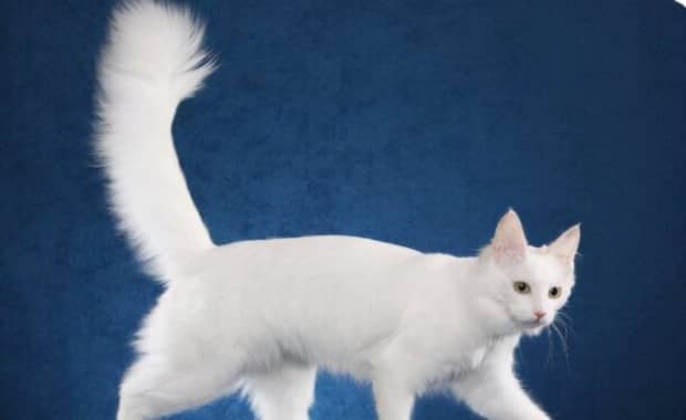 宠物猫的品种及图片-世界上最可爱的猫品种前十名