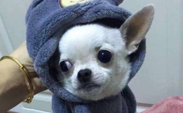 吉娃娃犬的优点和缺点