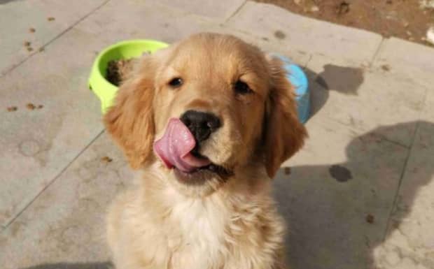 什么样母犬适合交配