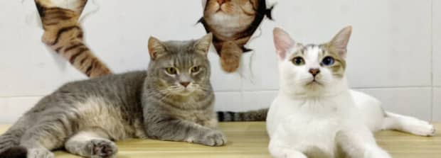 什么猫算疯猫