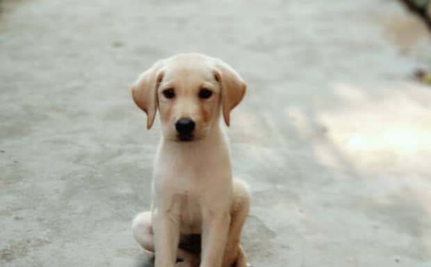 不建议饲养拉布拉多犬的几个理由