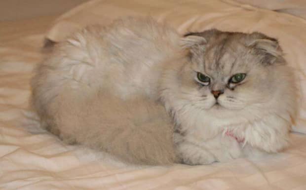 大猫舔新来的小猫是什么意思 大猫舔新来的小猫是什么意思