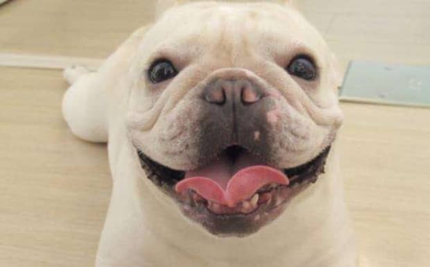 法斗犬优缺点有哪些