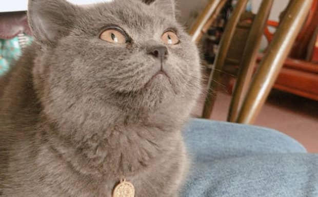 纯种蓝猫多少钱一个 纯种蓝猫多少钱一个