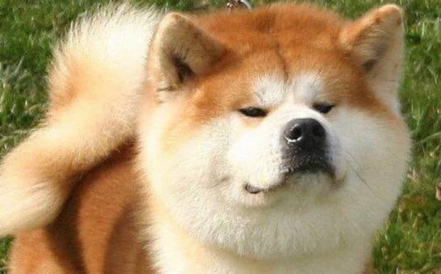 秋田犬为什么禁养
