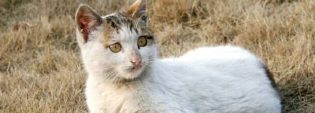 给孩子养猫的利弊 给孩子养猫的利弊