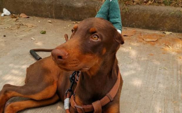 为什么养杜宾犬的人少