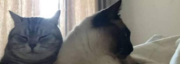 猫正常一胎生几只小猫