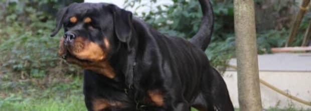 罗威纳犬好吗 罗威纳犬好吗